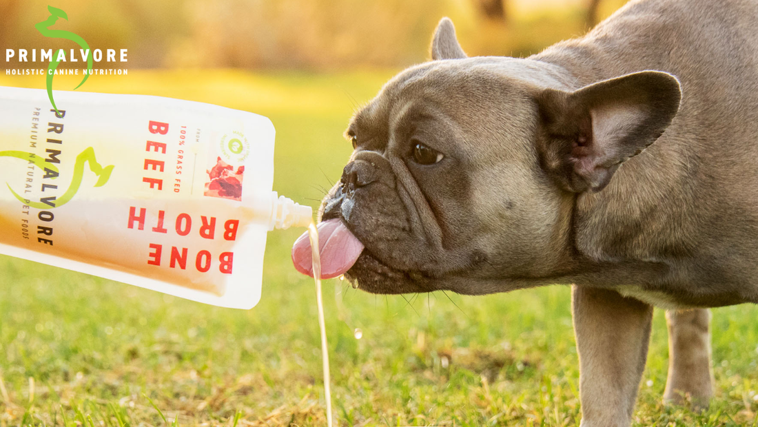 Pet Hydration Month