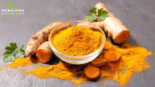 Why Turmeric is Good for Dogs