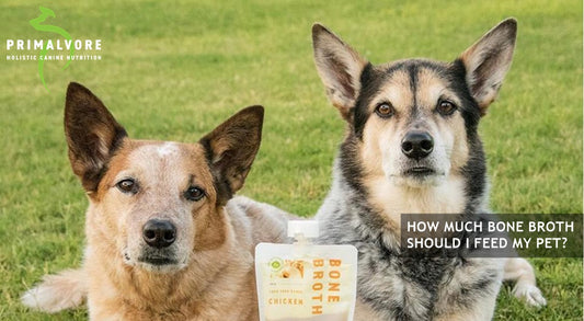 How Much Bone Broth Should I Give My Dog?