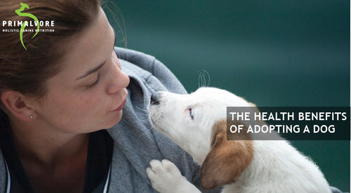 The Health Benefits Of Adopting A Dog
