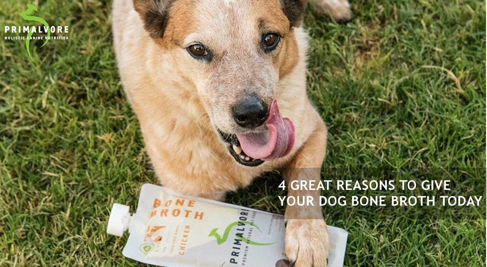 4 Great Reasons to Give Your Dog Our Bone Broth