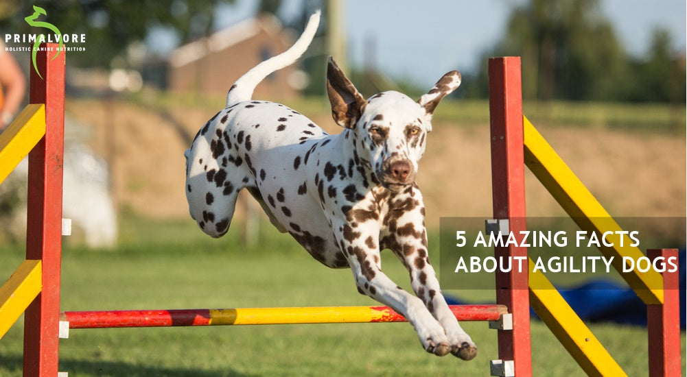 5 Amazing Facts About Agility Dogs