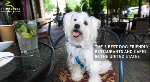 The 5 Best Dog-Friendly Restaurants in the U.S.