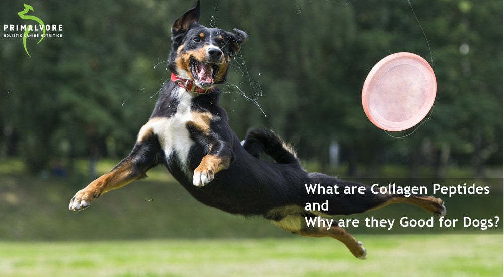 What are Collagen Peptides and Why are they Good for Dogs?