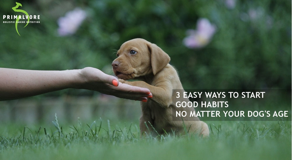 3 Easy Ways to Start Good Habits- No Matter Your Dog's Age