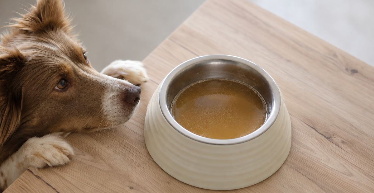 Dog looking at a bowl of bone broth