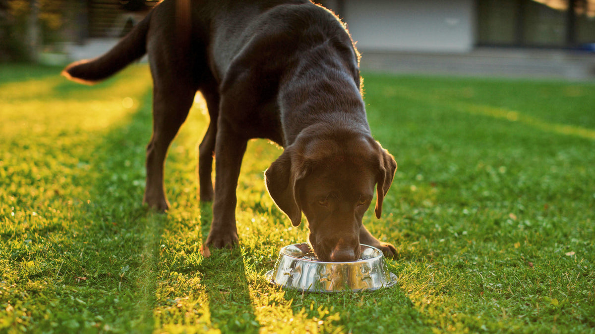 Chocolate Labrador eating from a steel bowl on the grass