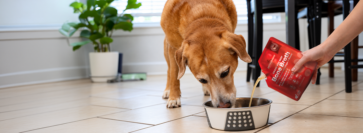 Dog drinking Primalvore beef bone broth poured from the pouch into a bowl