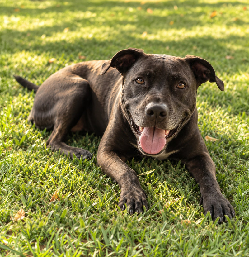 Smokey, Don's rescue pit bull