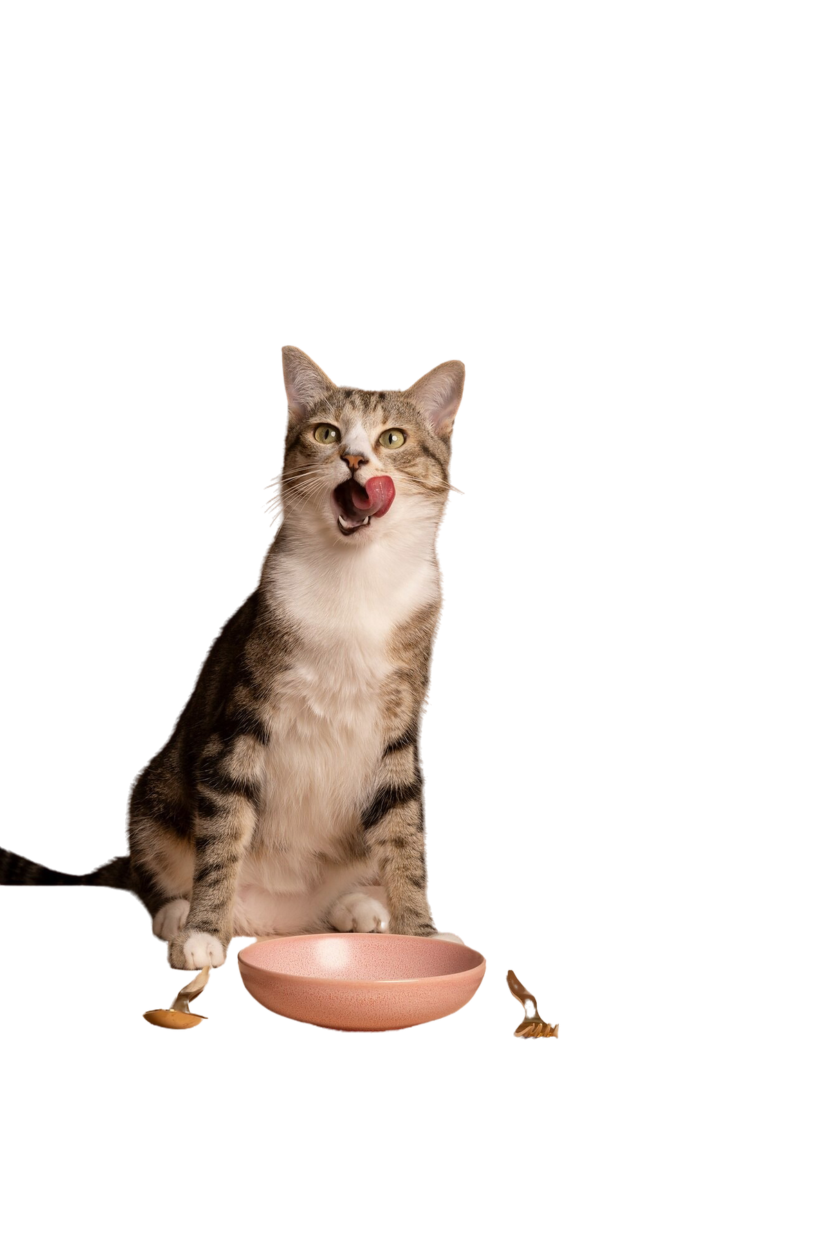 Tabby cat licking its lips