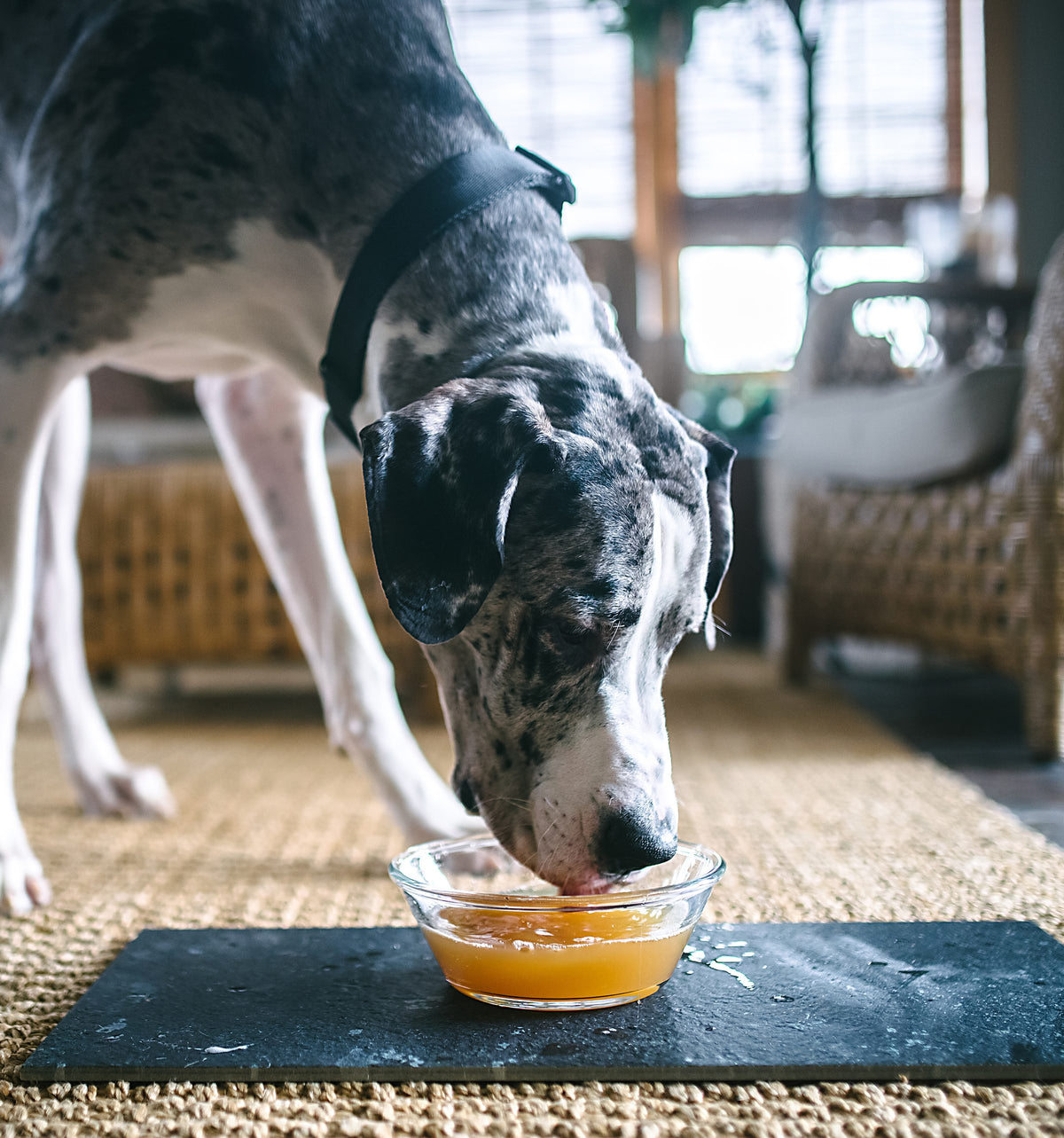 Dog with a bowl of Primalvore bone broth