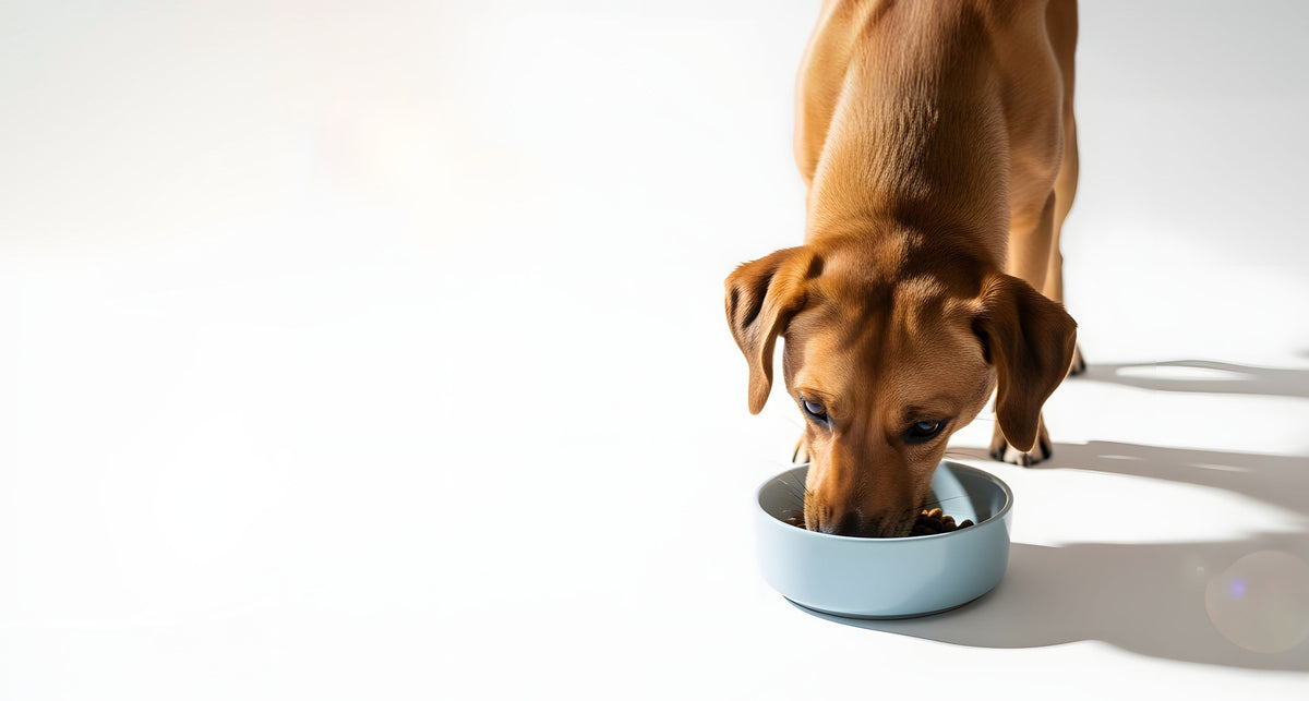Dog eating from a light blue bowl