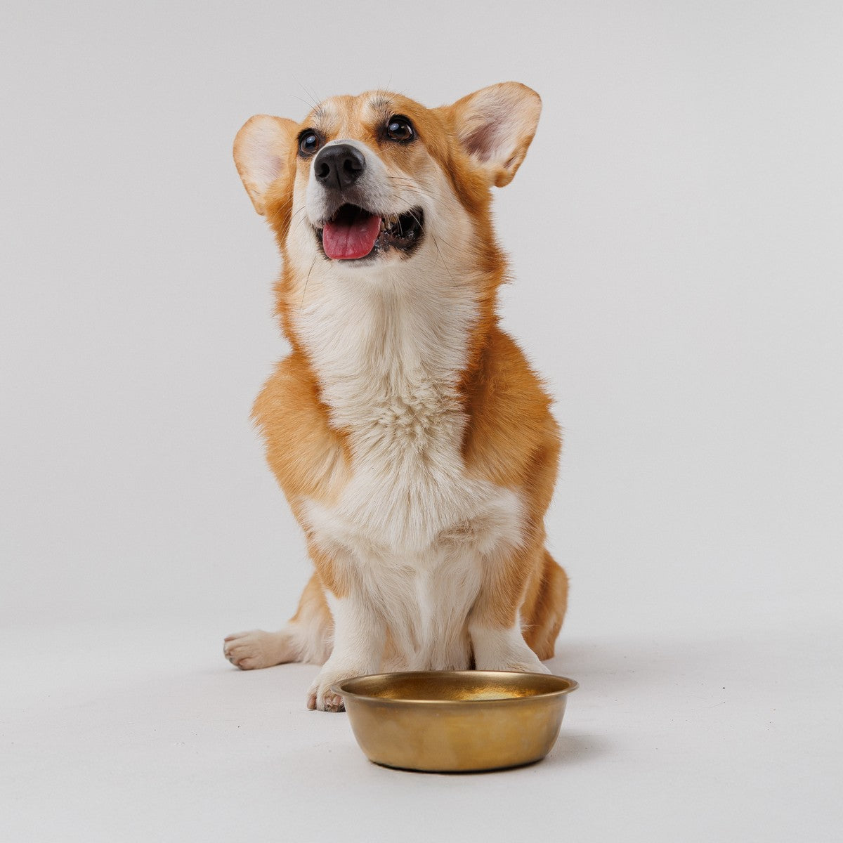 Corgi sitting beside its bowl